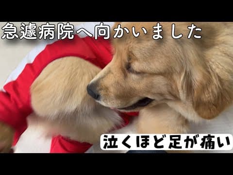 泣くほど痛がるぴんちゃんを病院へ連れて行きました