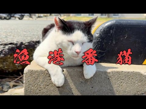 漁港番猫
