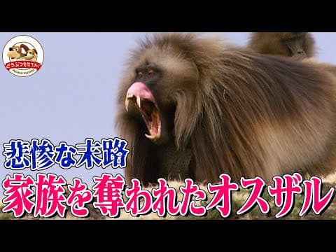 【断崖の決闘】若手に家族を奪われ大怪我を負い追放されたゲラダヒヒのリーダー！群れにつきまとうもイジメられ…突きつけられた究極の選択とは【どうぶつ奇想天外／WAKUWAKU】