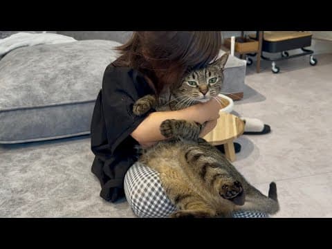 娘が疲れて帰ってくると身を呈して助けにくる超優しい猫