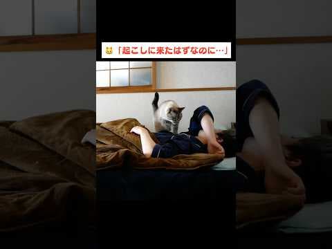 飼い主を起こしにきたのに気づいたらウトウトしちゃってた猫
