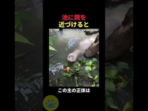 池の主の正体🤫暴露できませんでした🔥