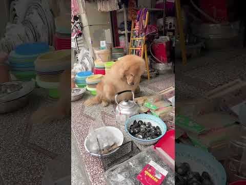 Golden Retriever Trade a durian for kettle #shorts #dogs