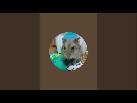 【とある男の朝自習室】~8:50まで頑張りましょう！(study with me) ※咳うるさいかも、ごめん！