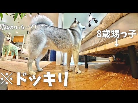 【検証】散歩から帰ると3ヶ月会ってない甥っ子がベッドの下に隠れてたら気づくのか！？　【シベリアンハスキー】