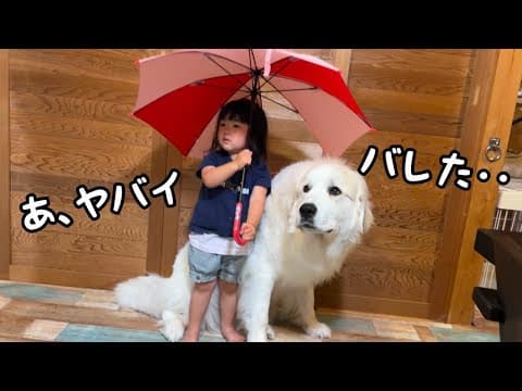 【やばい…】相合傘をして2人でイチャイチャしているところを目撃された超大型犬と２歳児の反応が可愛すぎましたw｜グレートピレニーズ&オールドイングリッシュシープドッグ&トイプードル