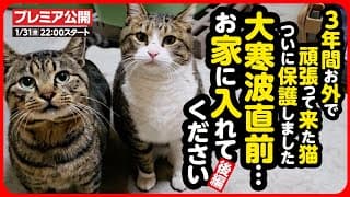 【外猫 保護】待たせてごめんね…過酷なお外で生き抜いてきた2匹の猫を保護しました【後編】