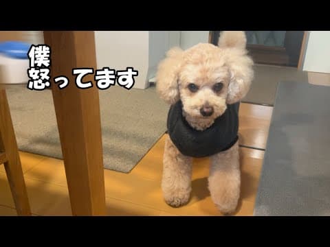 伝わらなくてイライラする大きいトイプードル【デカプー】【トイプードルのロアくん】【toy poodle】