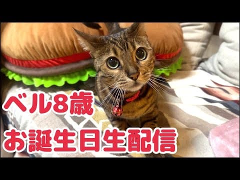 【生配信3/29】ベルが8歳になりました🎂生配信