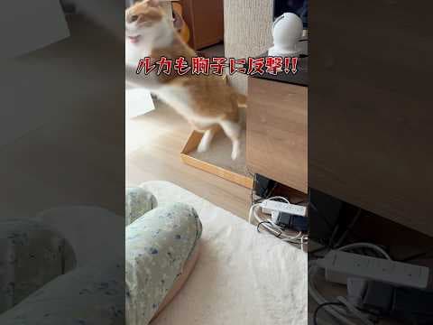 ママと猫の喧嘩の結末。