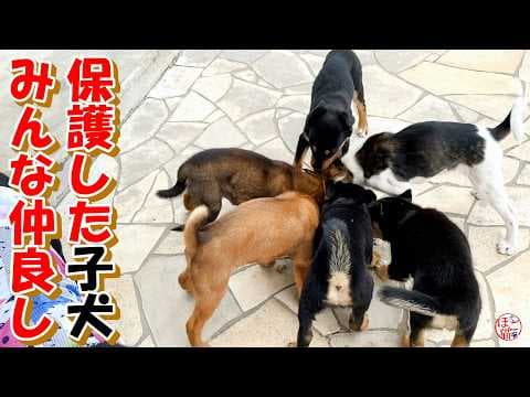 【保護犬　子犬】保護した子犬達みんな仲良しです♪