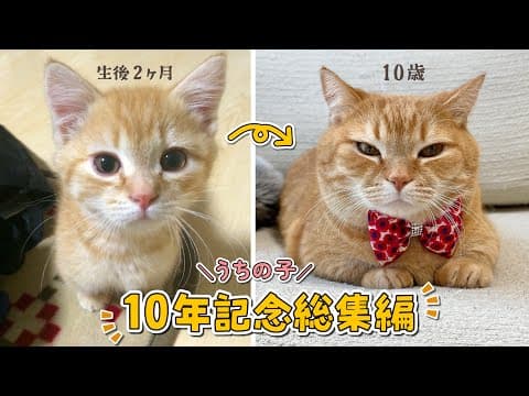 【うちの子10周年】永遠の赤ちゃんプリンの10年間総集編！
