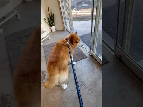 柴犬福 病院で拒否柴発動する柴犬😂Shiba-hospital😂#shorts #funny #funnydog #dogshorts #柴犬 #shibainu #시바견