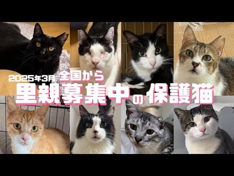 [保護猫]全国からご縁待ち 🫶2025年3月[里親様募集中]の保護猫をご紹介します😺