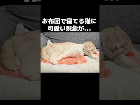 お布団で寝てる猫にかわいい現象が...