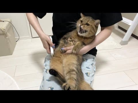 ママに爪切りをされて出来ない威嚇を頑張るも意味を成さない猫がこちら
