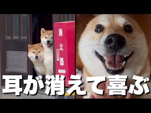 「置いてかないで！」と悲しそうに大声で叫ぶ柴犬。再会は予想通り