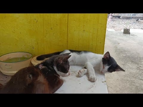 仔猫兄弟の昼寝