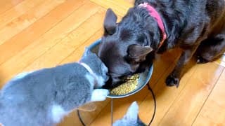 子猫がワンコのご飯を盗んだら過去一すごい事になった