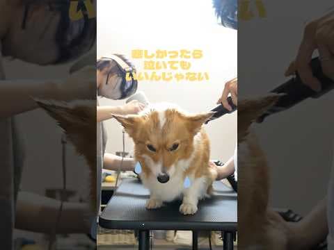 明日の私に幸あれ　コーギーVer.🐶🍞