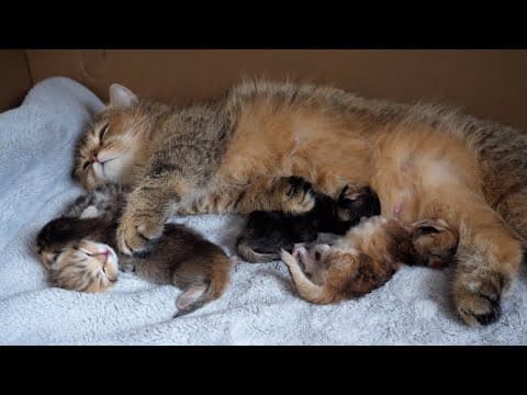 Here's a look at 2-hour-old baby kittens and her mama cat...