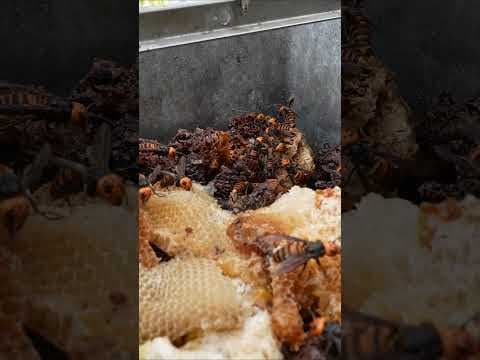 Giant Hornets Swarm for Honey! World’s Largest Hornet