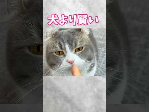 なーんだ ただの天才か。猫に犬の芸を教えてみたらw