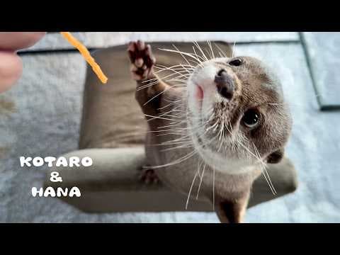 これしか食べたくない！カワウソが本気で選んだおやつトップ３　Otters Chow Down on Their Top 3 Snacks