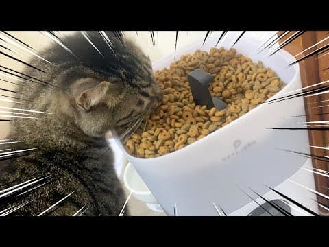 大量のキャットフードを目の前にしたときの猫の反応ww
