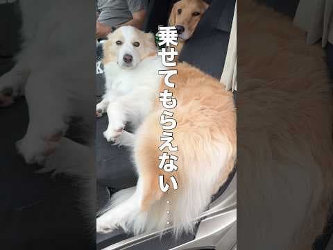 愛犬を置いて出かけたら拗ねてしまいました...【ボーダーコリー•ゴールデンレトリバー】#shorts