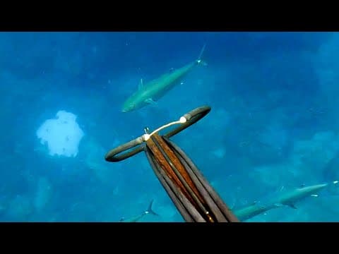 素潜りでマグロを突いたらガチで死にかけました。