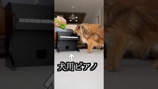 犬用ピアノ教えたら無限地獄になったww