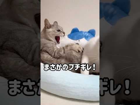 まさかのブチギレマロちゃんが撮れました！ #shorts