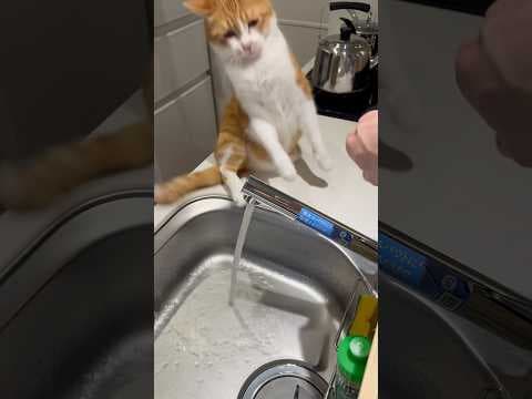 ウチの猫は何でこんな鈍臭いの特集。 #shorts