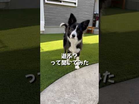 飼い主の言う事を完全に理解しているボーダーコリーが賢い#shorts