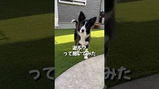 飼い主の言う事を完全に理解しているボーダーコリーが賢い#shorts