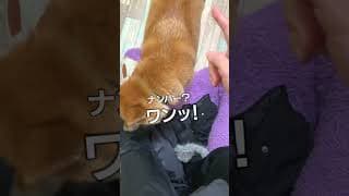 飼い主を放し飼いする柴犬こまちゃん#shorts