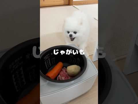 【炊飯器ポメ】愛犬に肉じゃがを作ったら爆食してくれました