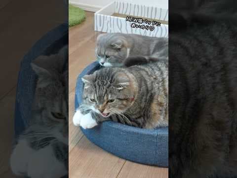 おしゃれなキャットタワーラックを買った飼い主の末路がこちら🤣🤣🤣 #猫
