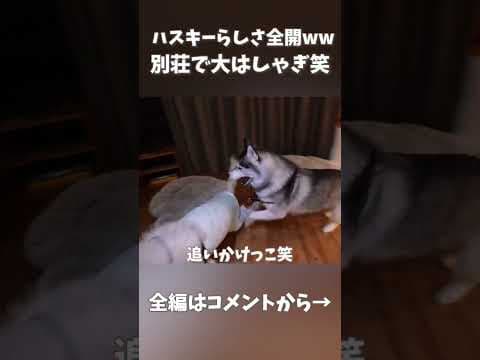 別荘来たらハスキーらしさ全開で大はしゃぎww【シベリアンハスキー】【犬】