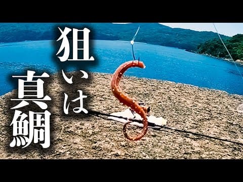 堤防でぶっこみ釣りをしたら美味しい高級魚が色々釣れる【 餌釣り 】