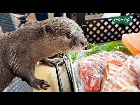 Current Life With My Otters at the House in the Mountains [Otter Life Day 963]