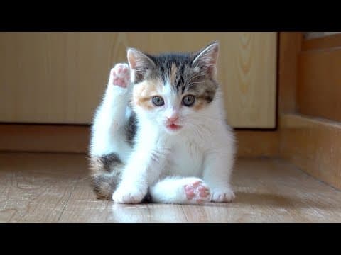 【もこ誕前夜祭】食いしん坊で甘えん坊な子猫時代の可愛いシーン集めました