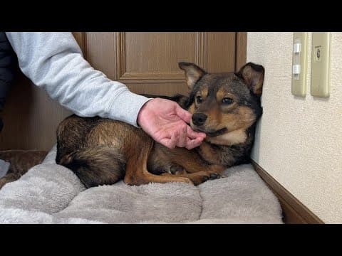 我が家に来て２ヶ月経過…震えて怯えていた保護犬現在の１日ルーティーンがこちら