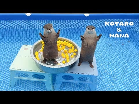 新しいプールとすべり台にカワウソたちの嬉しさ大爆発！　Otters Get Wet ‘N Wild with New Pool and Slide!