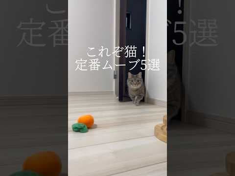 これぞ猫！定番ムーブ5選！#shorts #猫 #マンチカン