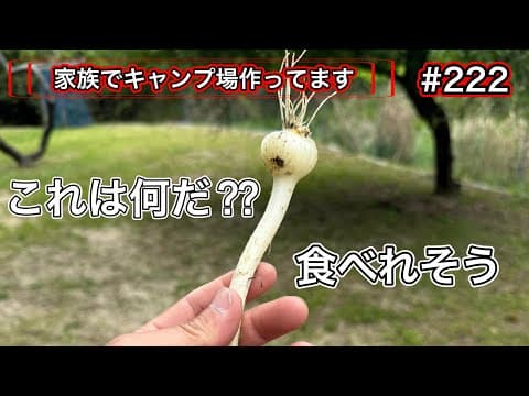 【家族でキャンプ場作ってます】 # 222 何か知らないけど食べてみる…