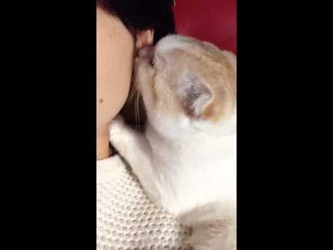耳たぶちゅーちゅーしてくるスコティッシュフォールドの子猫 みるきぃ☆