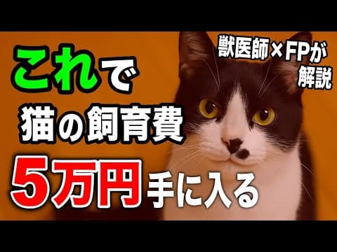 【まだ間に合う】猫のお金を月5万円増やす方法3選を獣医師×FPが解説します