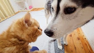 子猫が初めて大型犬を見た時の様子がこちら...